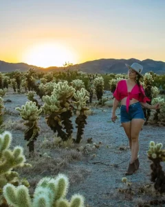 Joshua Tree Cholla Cactus Tree Things to do in Joshua Tree National Park