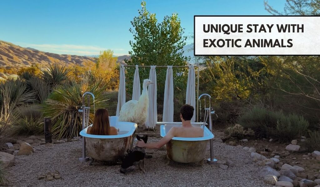 kaleidoscope airbnb 2 hours from la for animal lovers joshua tree